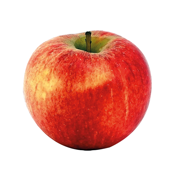 Appel Elstar NL 13KG BIO