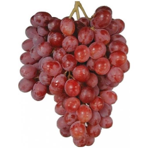 Druif Zwart Red Globe IT 6KG BIO