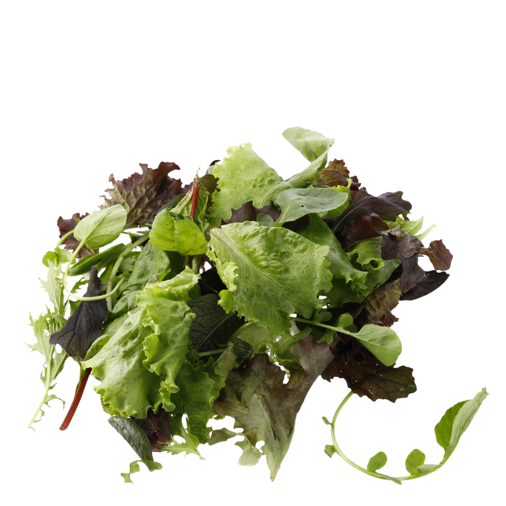 Jonge scheut sla IT 1KG BIO