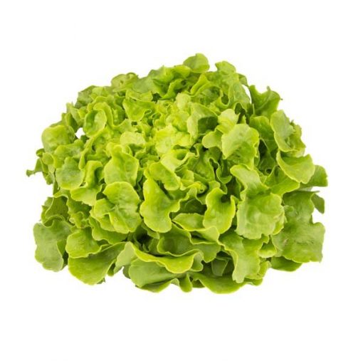 Laitue Feuille de Chêne Blonde IT 12ST BIO