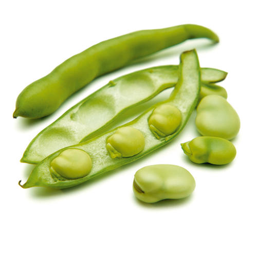 Tuinboon FR 5KG BIO