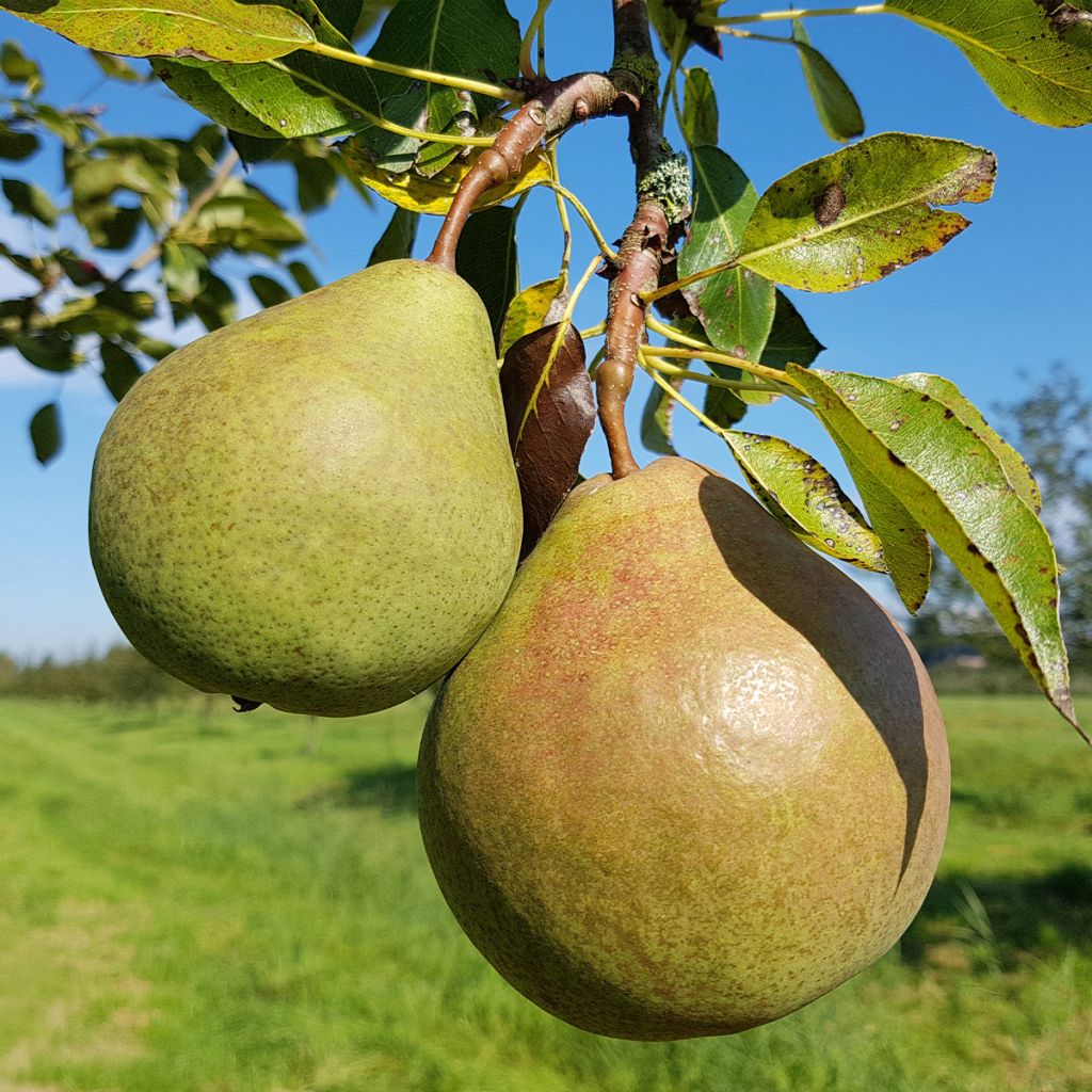 Poire Saint-Rémy (à cuire) BE 12KG BIO