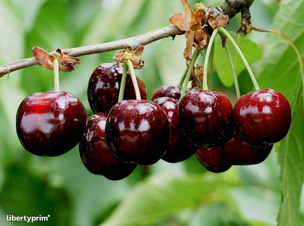 Cerise Rouge 2Kg FR 2KG BIO