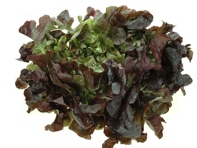 Sa Eikenblad Rood BE 6ST BIO