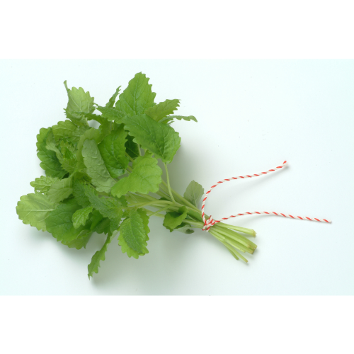 Melisse Bussel 10ST BE 10ST BIO