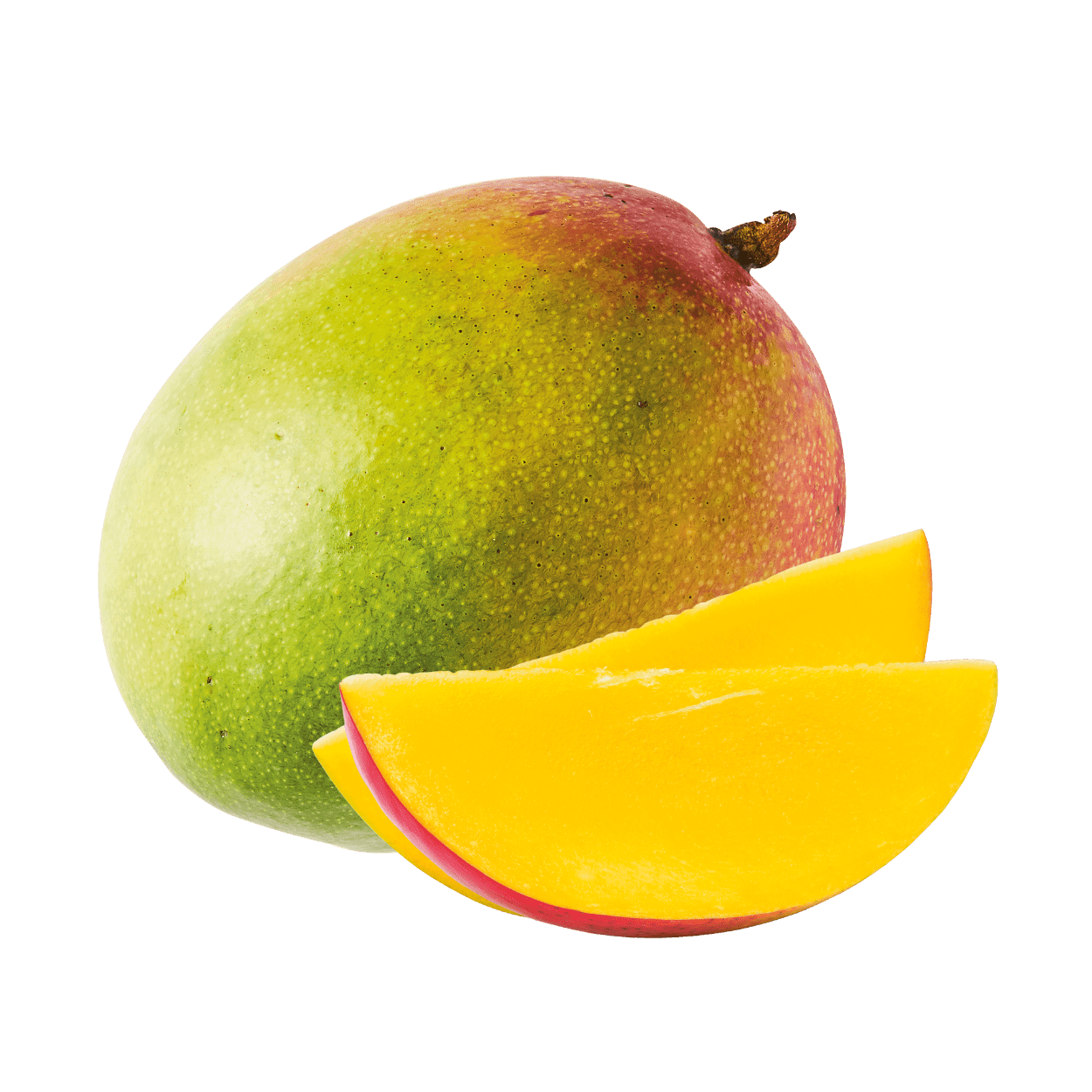 Mangue Kent SN 10ST BIO