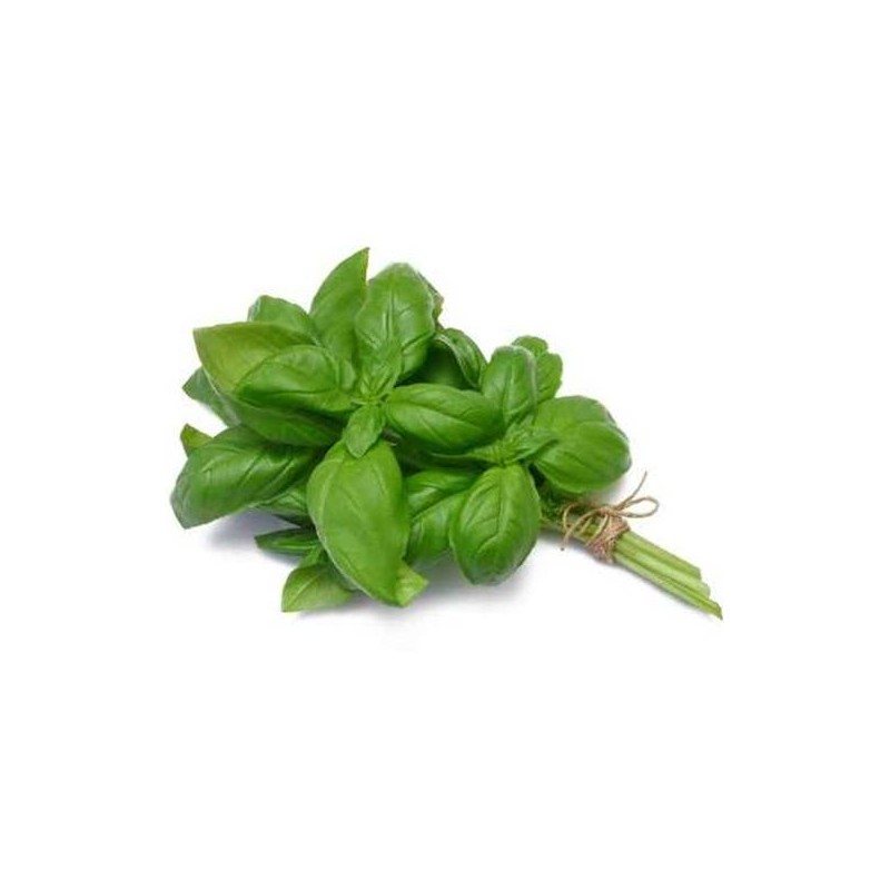 Basilic botte 8pc BE 8ST BIO