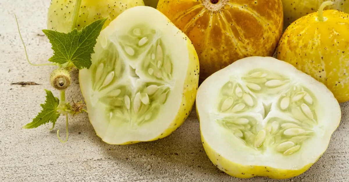 Concombre lemon BE 2KG BIO