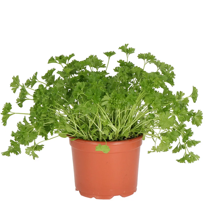 Persil Frisé FR 10ST BIO