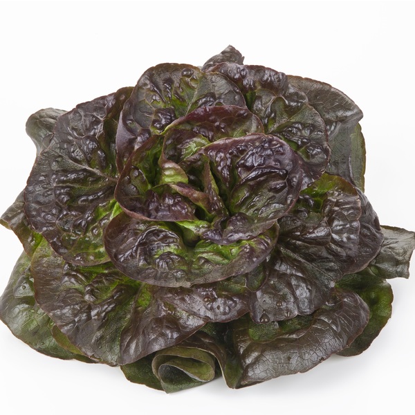 Chou Kale Rouge Botte 10ST BIO