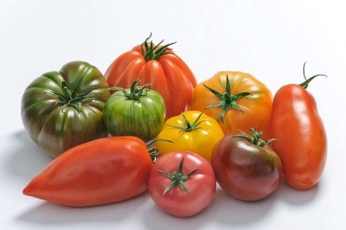 Tomate Ancienne Panachée FR 5KG BIO