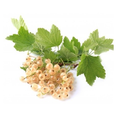 Groseille Blanche ravier 125g BE 12ST BIO