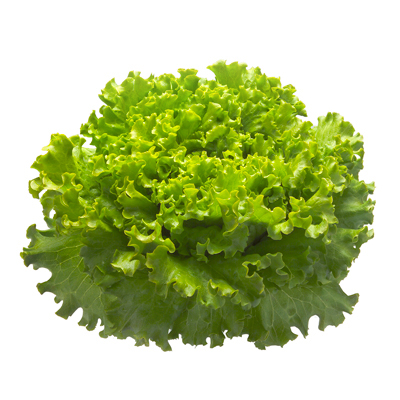 Salade Batavia Vert BE 8ST BIO