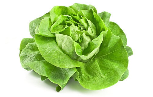 Salade Laitue vert BE 6ST BIO