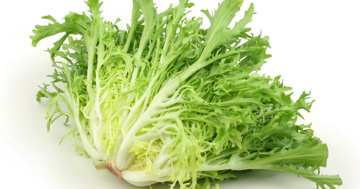 Andijvie Krul BE 8ST BIO