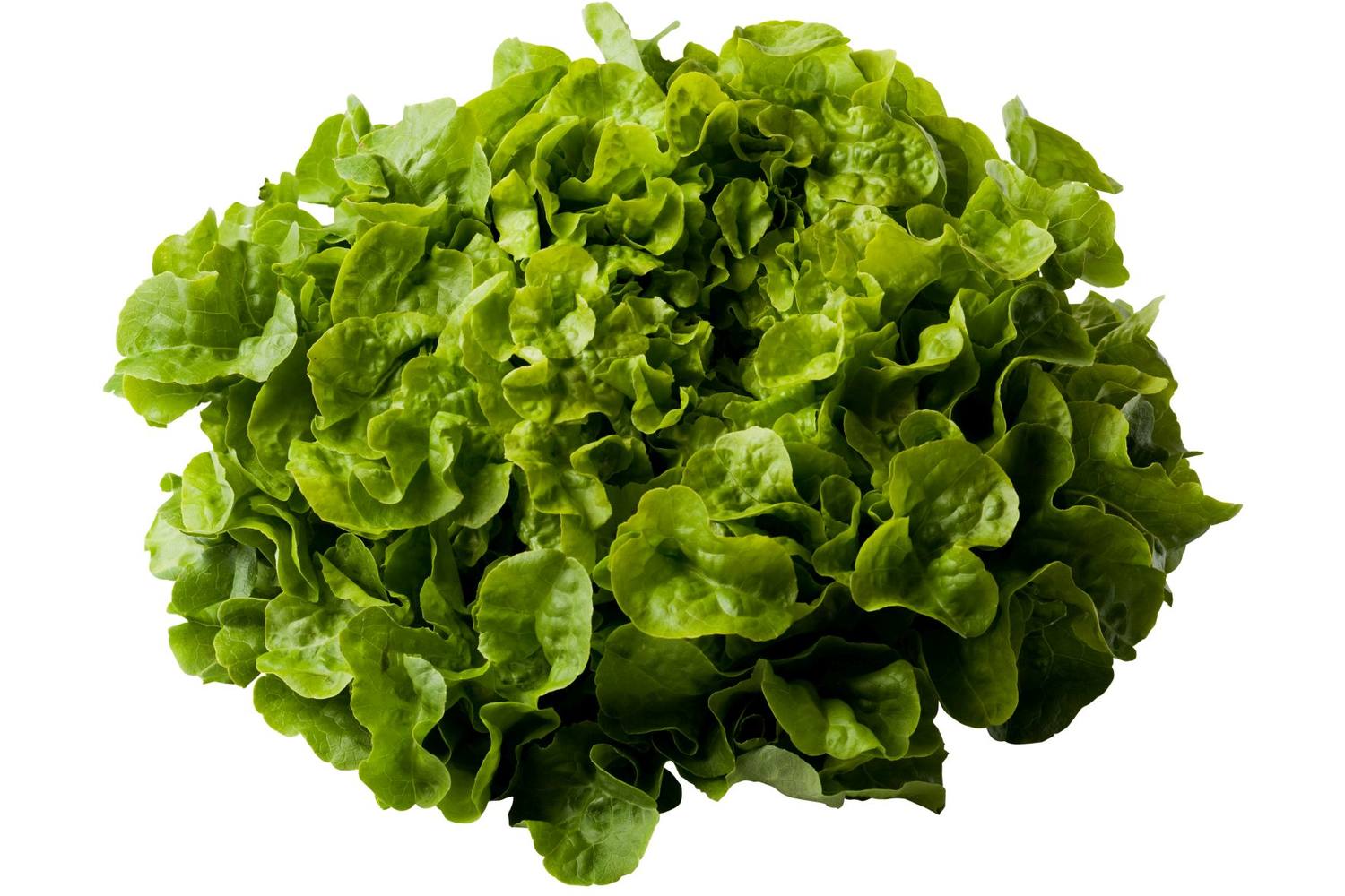 Salade FDC Vert BE 8ST BIO