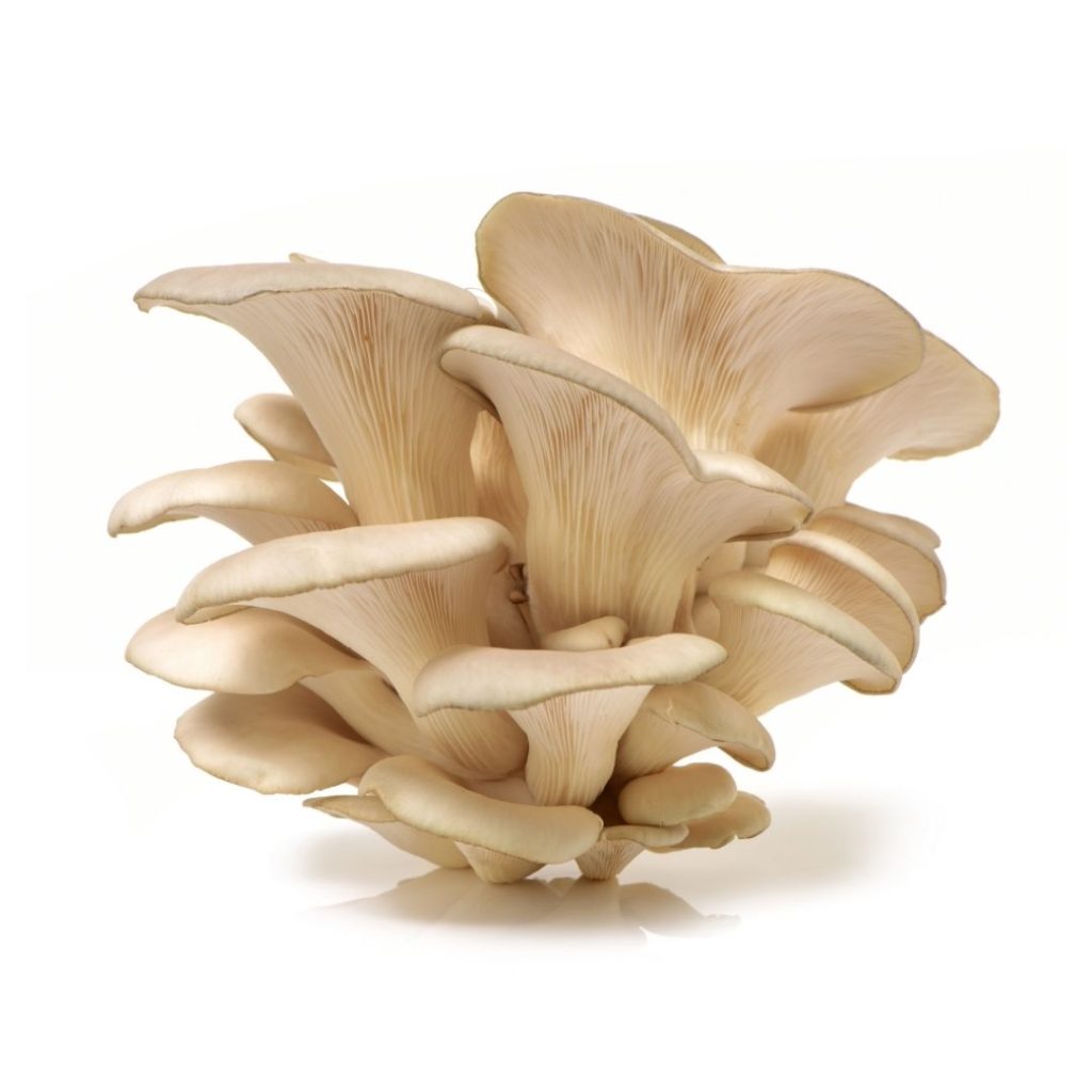 Champignons Pleurotte 500gr BE 1ST BIO