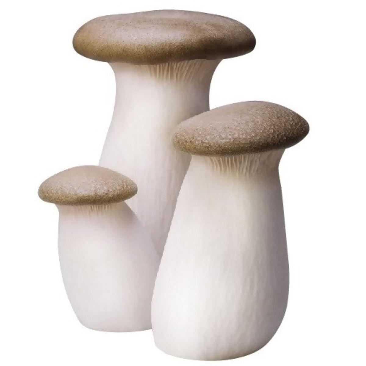 Champignons Eringi BE 2KG BIO