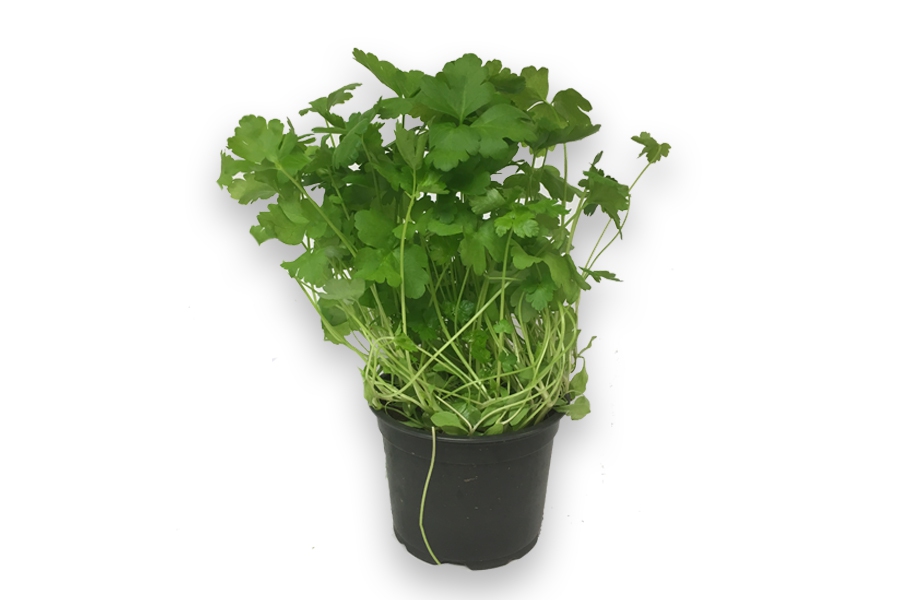 Peterselie Blad FR 15ST BIO