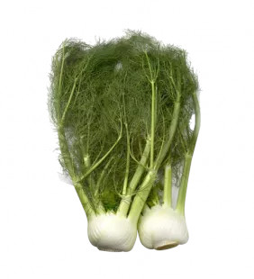 Venkel met loof BE 10ST BIO